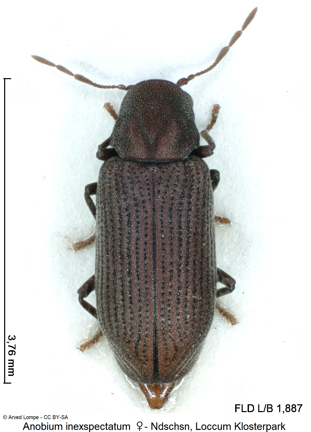 anobium_inexspectatum_w_ck22856_hab.jpg