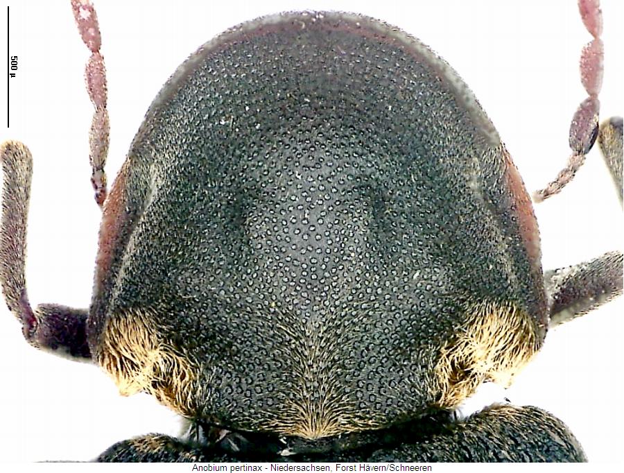 anobium_pertinax_hsch.jpg