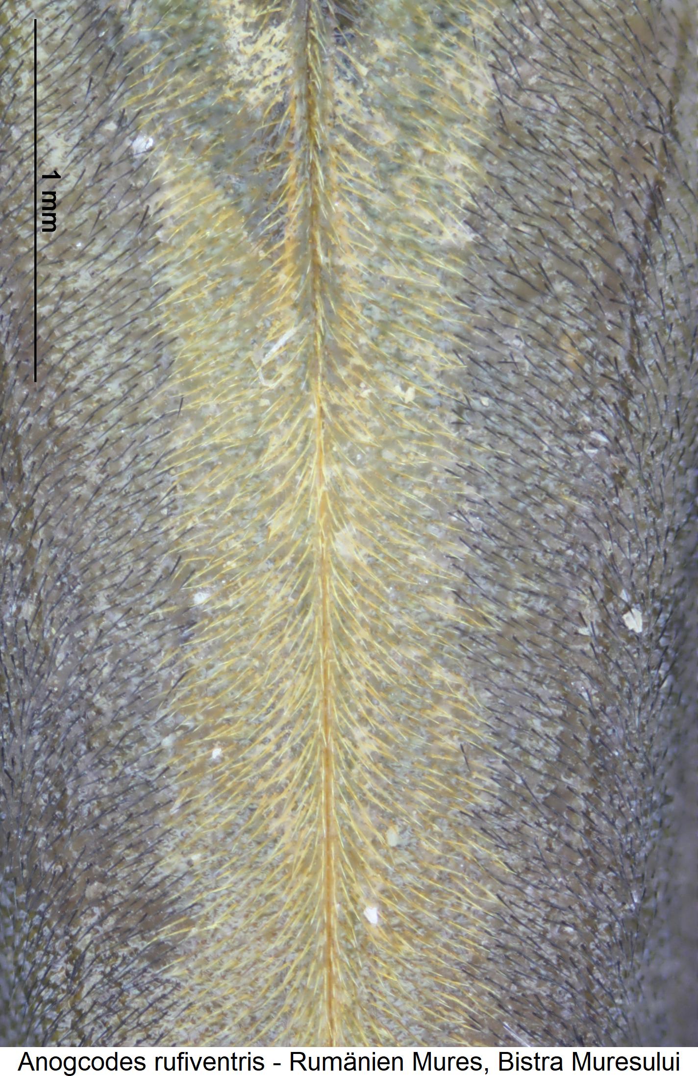 anogcodes_rufiventris_fld.jpg