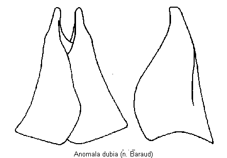 anomala_dubia.gif