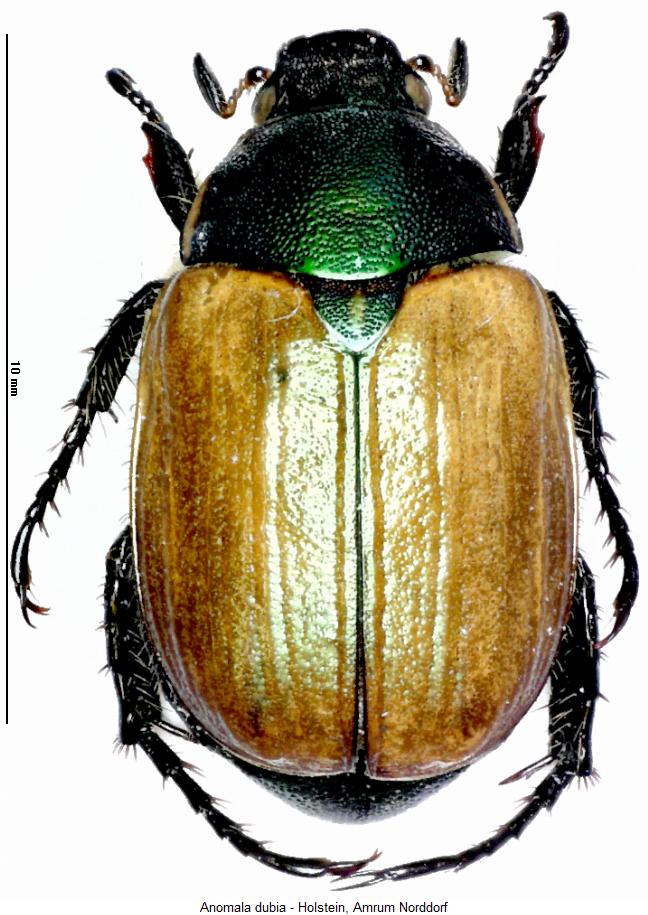 anomala_dubia_hab.jpg