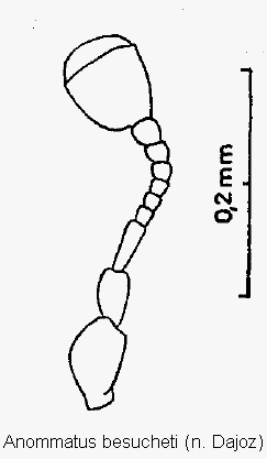 anommatus_besucheti_f.gif