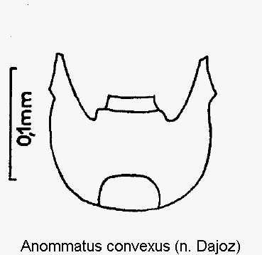 anommatus_convexus_k.gif