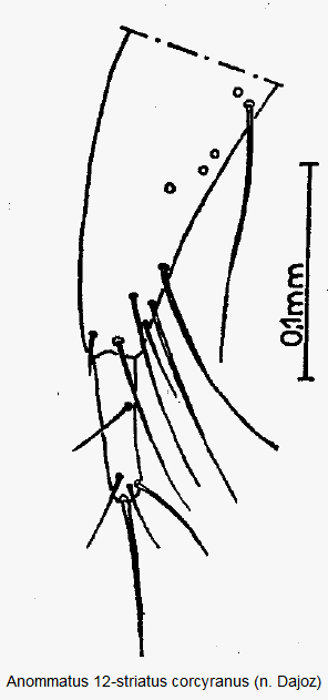 anommatus_corcyranus_ovi.gif