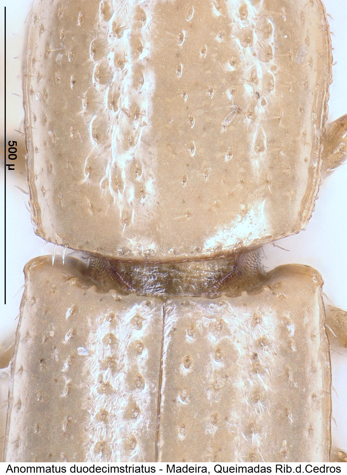 anommatus_duodecimstriatus_scut.jpg