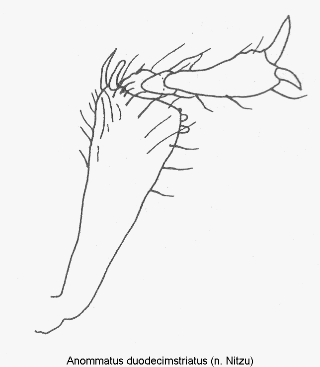 anommatus_duodecimstriatus_vschn.gif