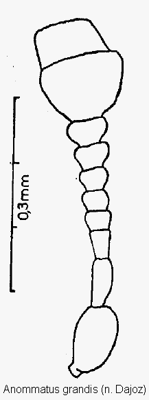 anommatus_grandis_f.gif