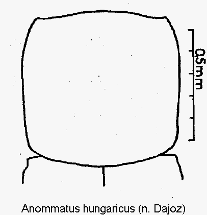 anommatus_hungaricus_hsch.gif