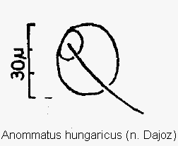 anommatus_hungaricus_ms.gif