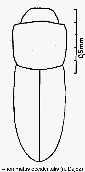 anommatus_occidentalis_hab.gif