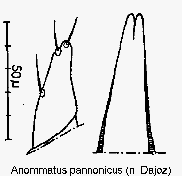 anommatus_pannonicus.gif