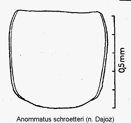 anommatus_schroetteri_hsch.gif