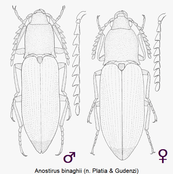 anostirus_binaghii_hab.gif