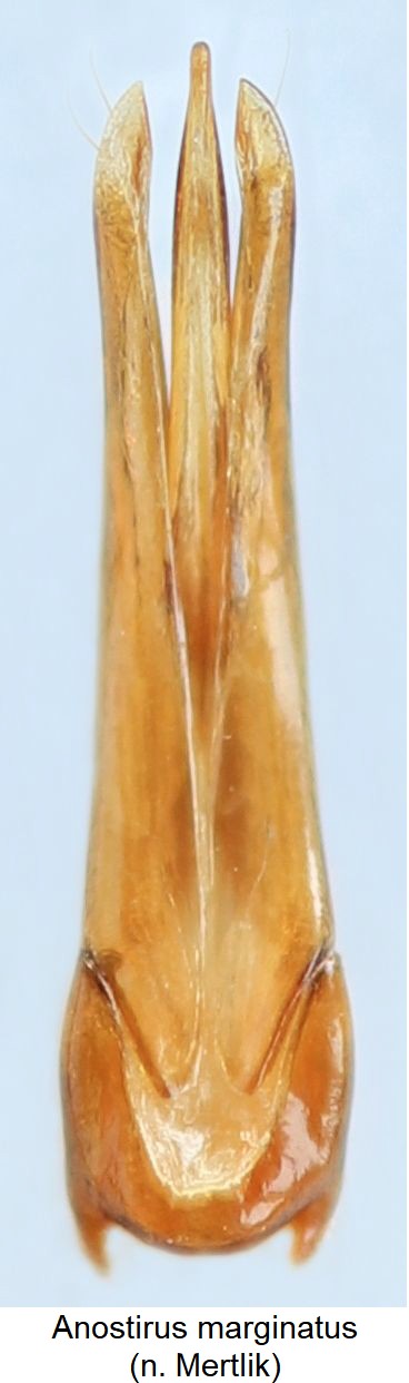 anostirus_marginatus.jpg