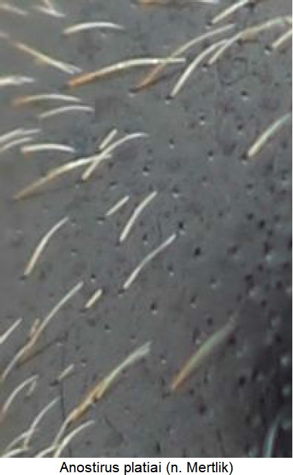 anostirus_platiai_hsch_ms.jpg