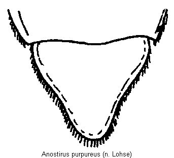 anostirus_purpureus_ast.gif