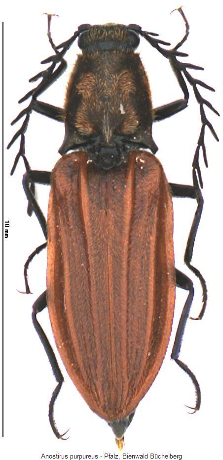 anostirus_purpureus_hab.jpg