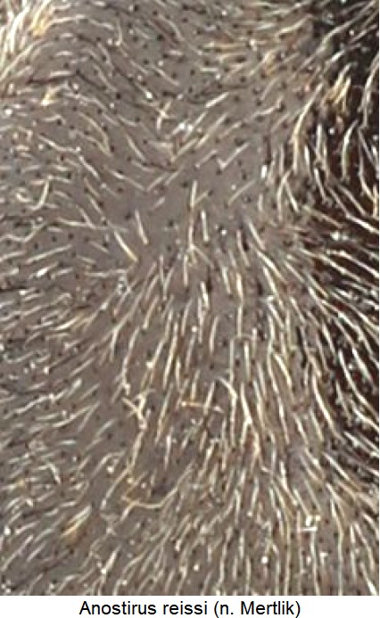 anostirus_reissi_hsch_ms.jpg
