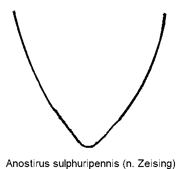 anostirus_sulphuripennis_ster.gif