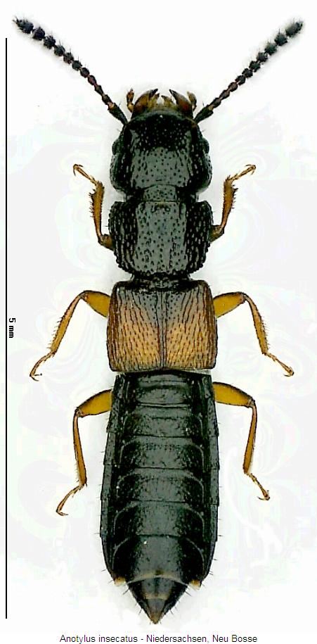 anotylus_insecatus_hab.jpg
