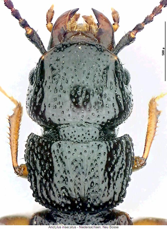 anotylus_insecatus_vk.jpg