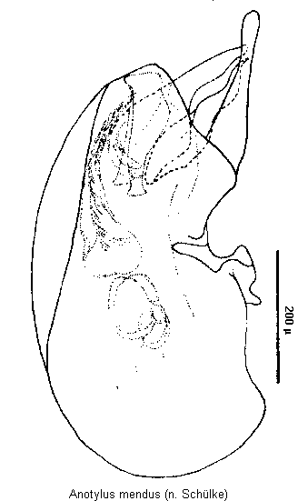 anotylus_mendus.gif