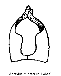 anotylus_mutator.gif
