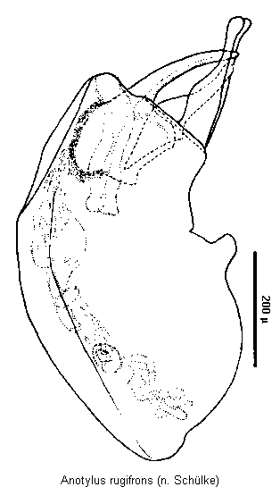 anotylus_rugifrons.gif