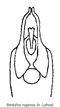 anotylus_rugosus.gif