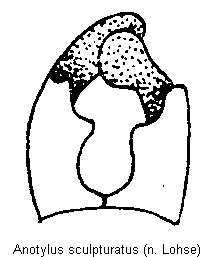 anotylus_sculpturatus.gif