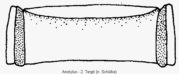 anotylus_terg.gif