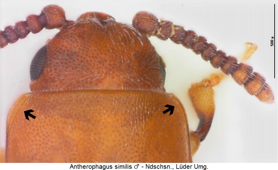 antherophagus_similis_vk.jpg