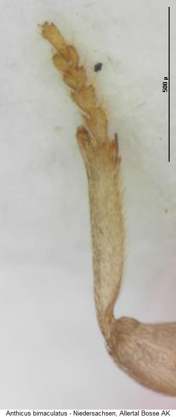 anthicus_bimaculatus_vschn.jpg