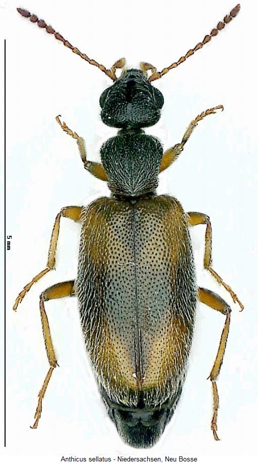 anthicus_sellatus_hab.jpg