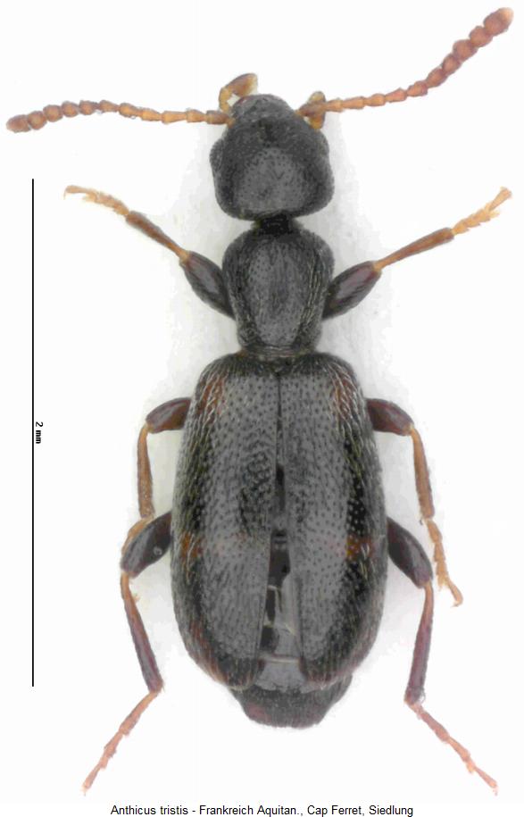 anthicus_tristis_hab.jpg