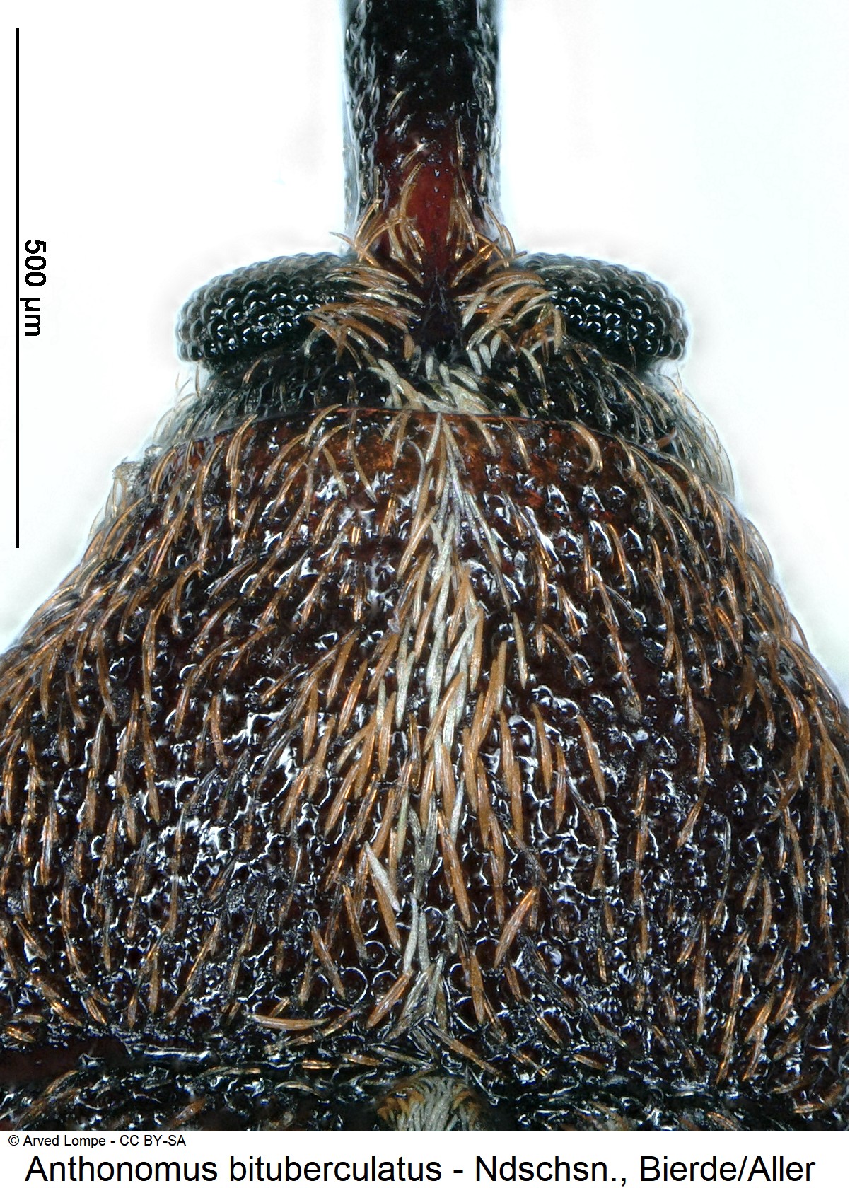 anthonomus_bituberculatus_ck35929849_k.jpg