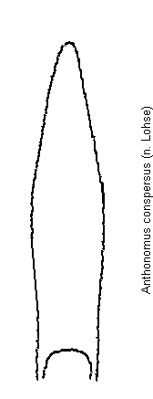 anthonomus_conspersus.gif