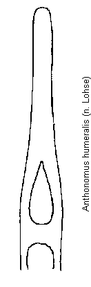 anthonomus_humeralis.gif