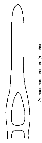 anthonomus_pomorum.gif