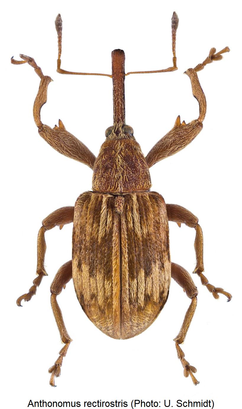 anthonomus_rectirostris_hab.jpg