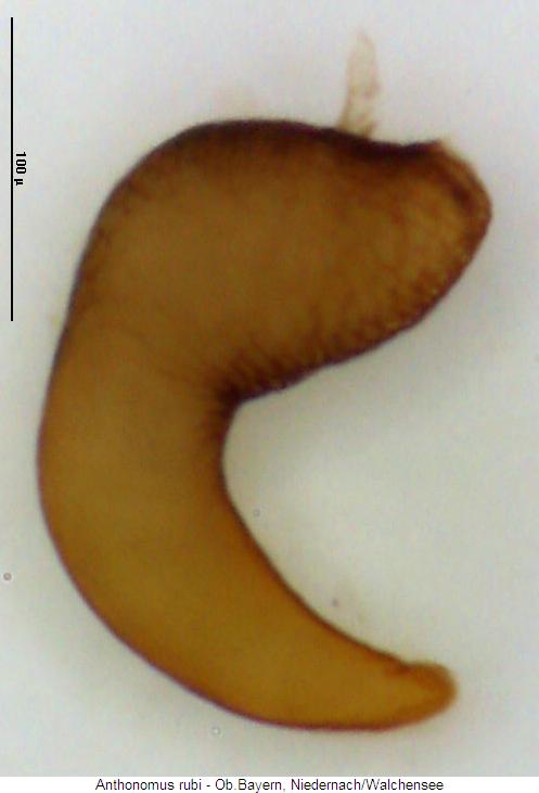 anthonomus_rubi_sperm.jpg