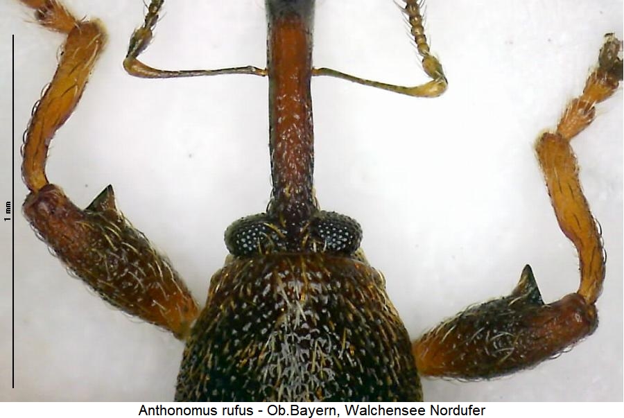 anthonomus_rufus_vk.jpg