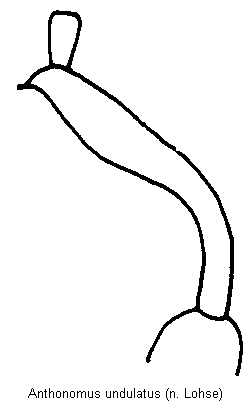 anthonomus_undulatus_vschn.gif
