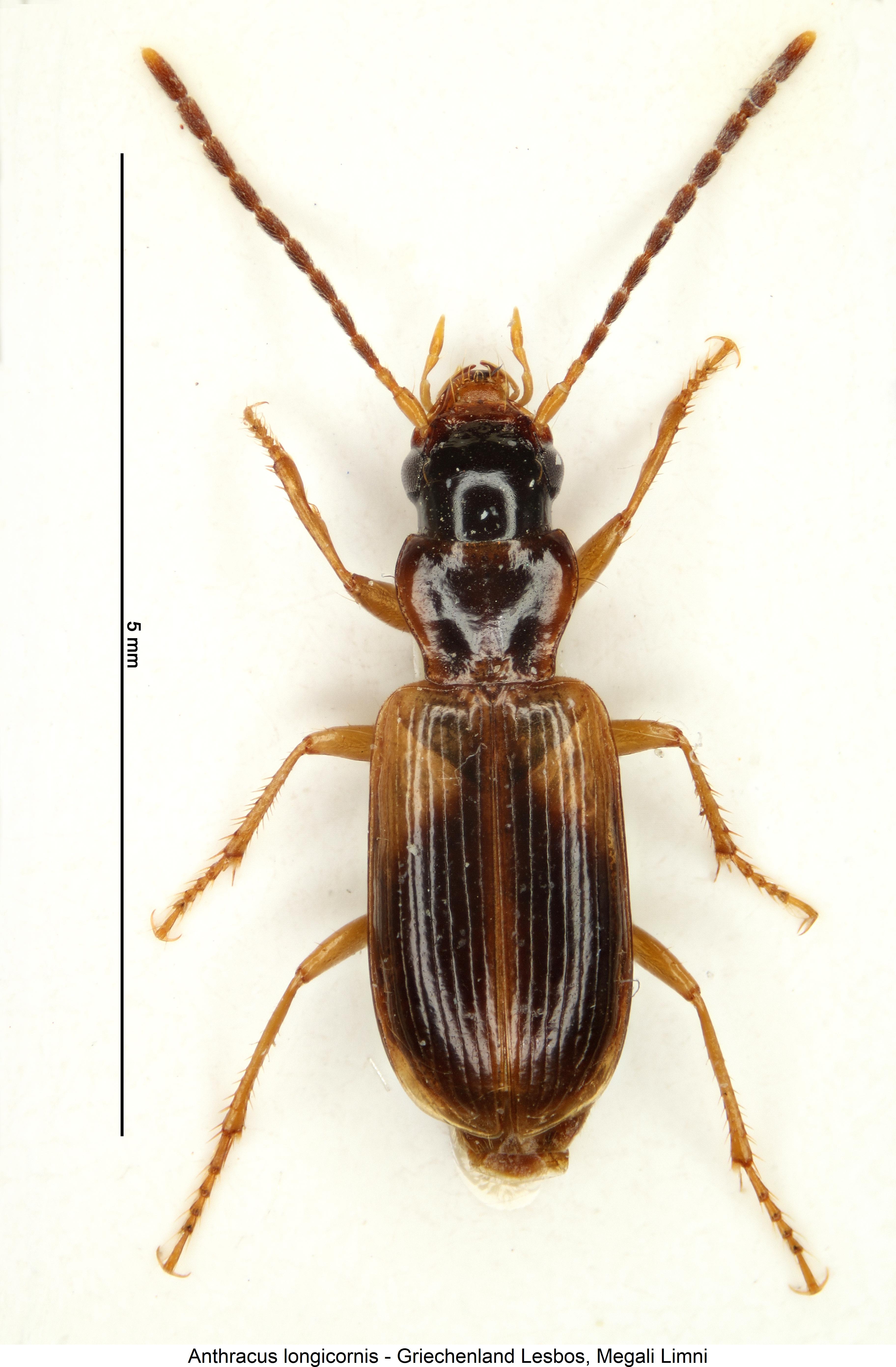 anthracus_longicornis_hab.jpg