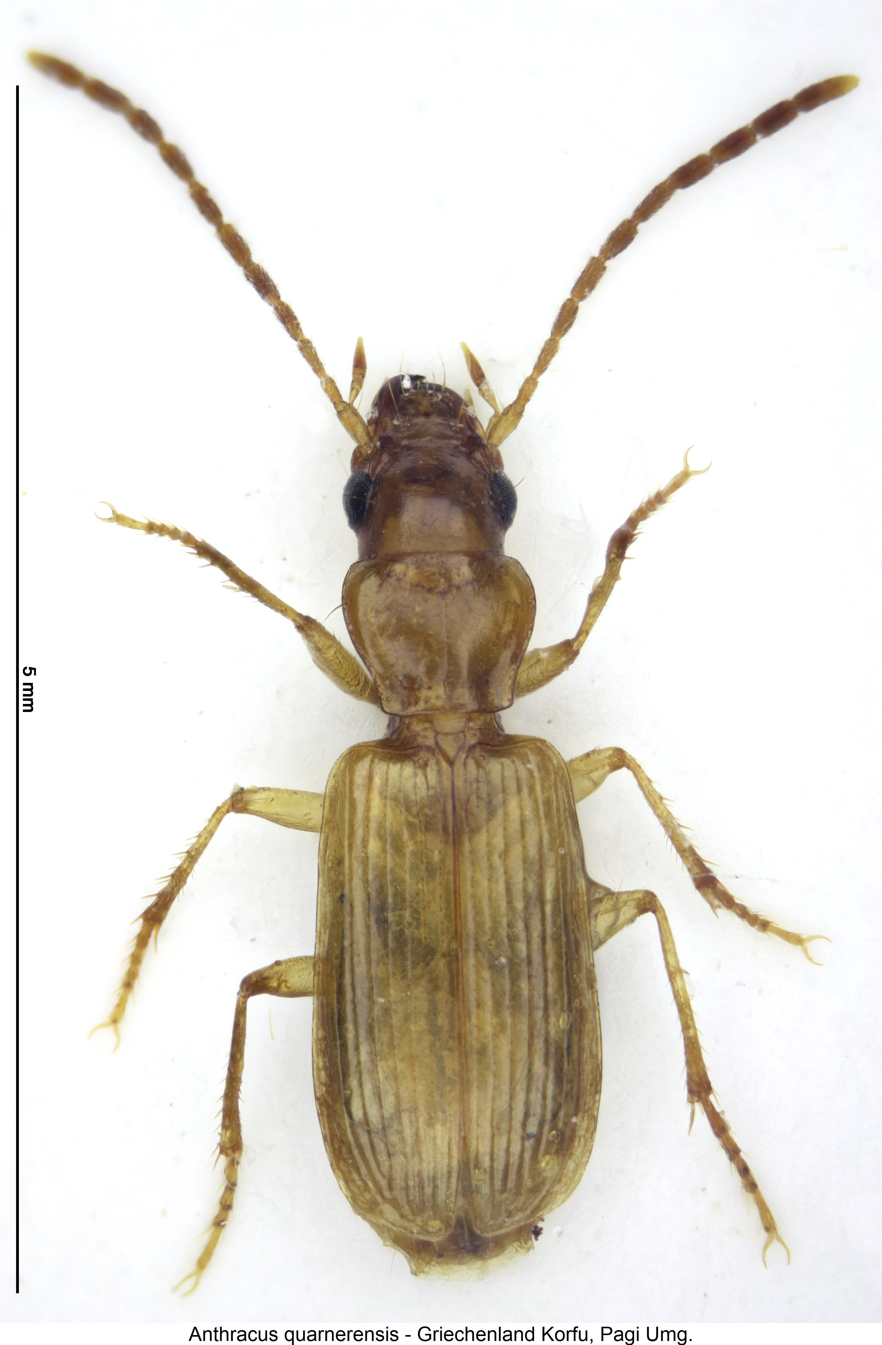 anthracus_quarnerensis_hab.jpg