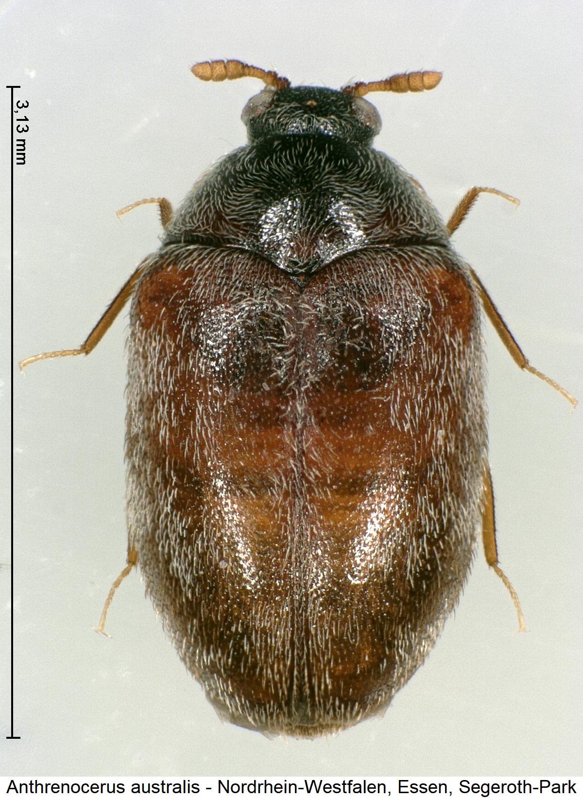 anthrenocerus_australis_hab.jpg