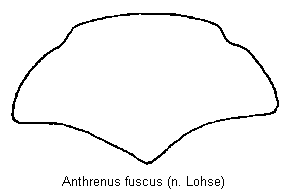 anthrenus_fuscus_hsch.gif