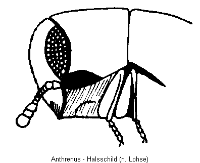 anthrenus_hsch.gif