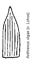 anthrenus_olgae_schuppen.gif
