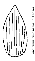 anthrenus_pimpinellae_schuppen.gif